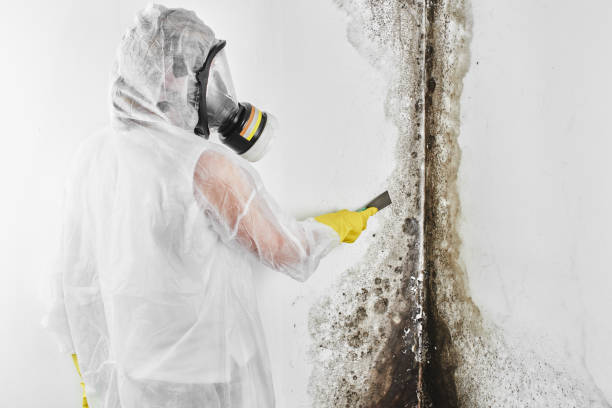 Best Office Mold Removal Services  in Lawtey, FL