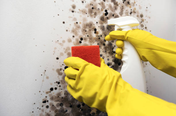 Best Mold Inspection  in Lawtey, FL