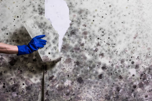 Best Local Mold Removal Service  in Lawtey, FL