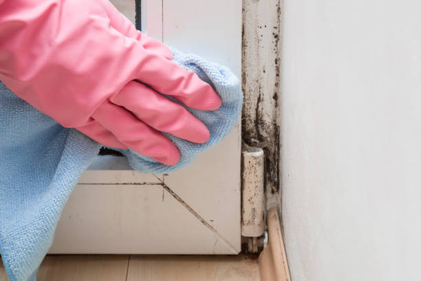 Best Certified Mold Removal  in Lawtey, FL